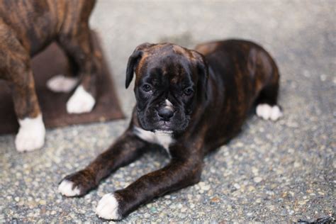 boxer puppies for sale in maine